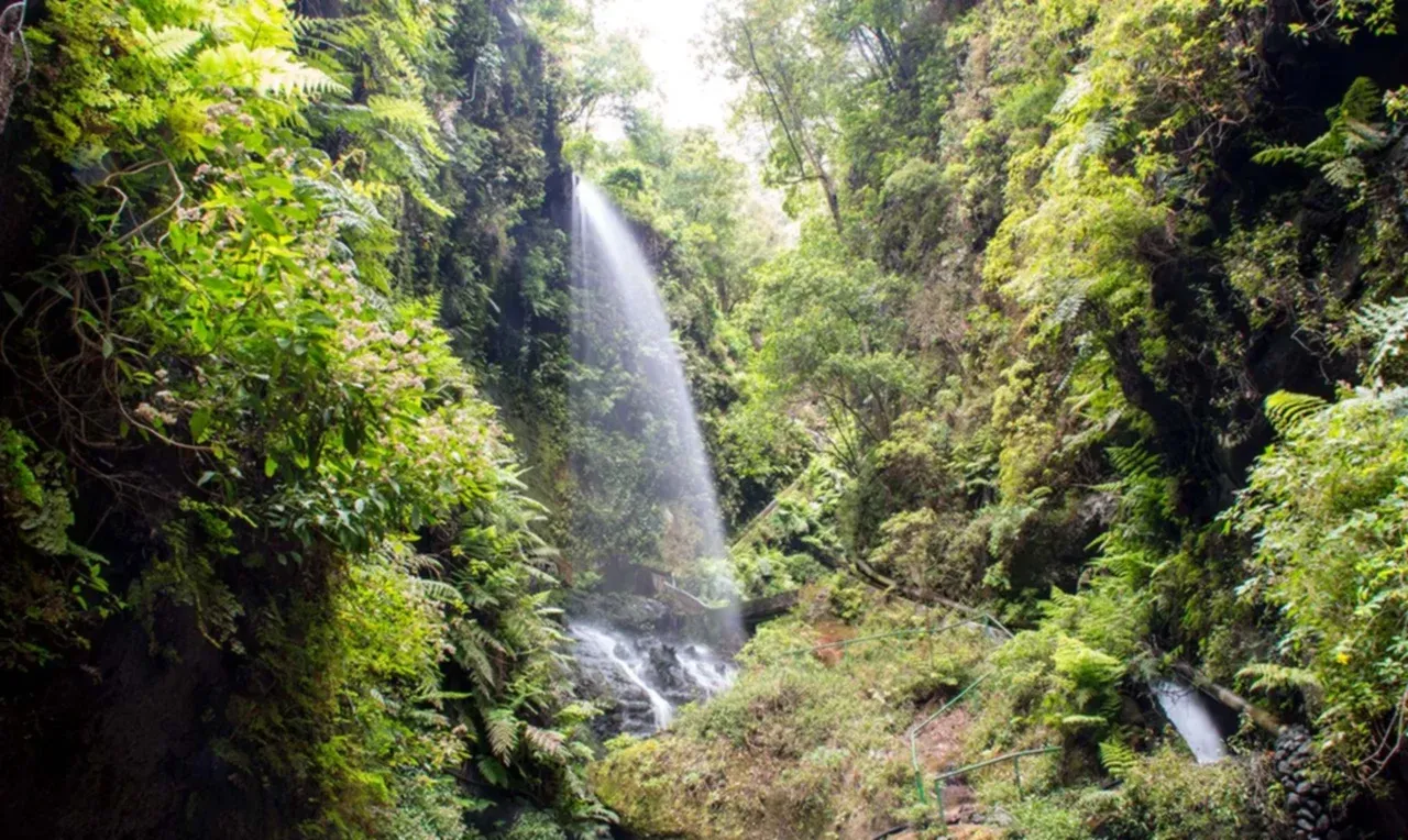Bosque de Los Tilos, La Palma