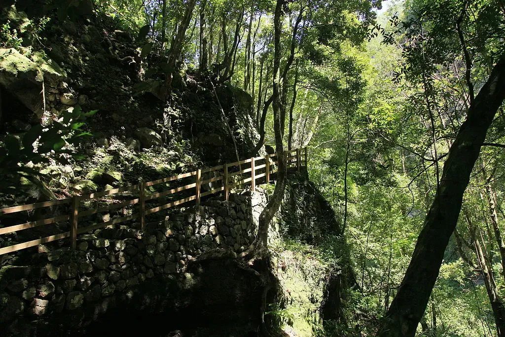 Interior del frondoso Bosque de Los Tilos, La Palma, con grandes helechos.