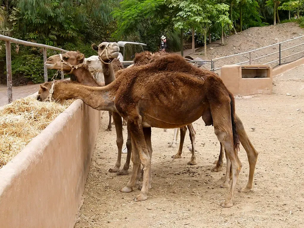 Personas disfrutando del Camel Safari en Oasis Wildlife Fuerteventura con vistas al paisaje