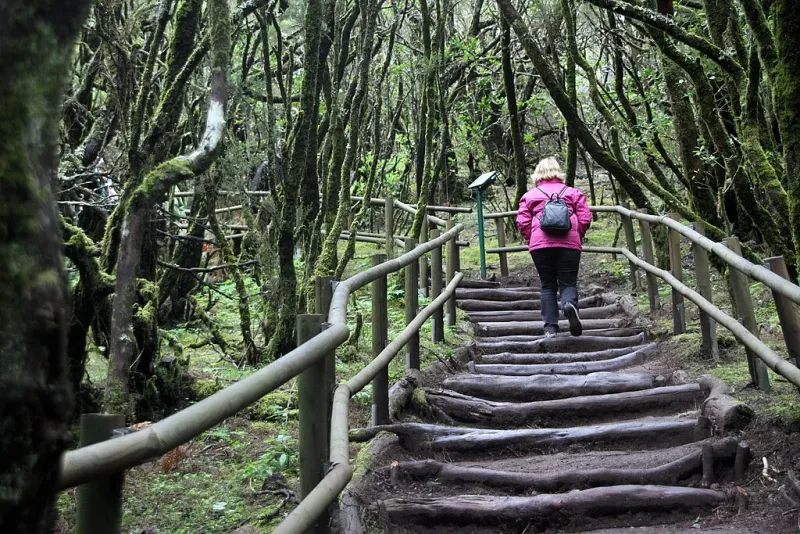 Imagen de Caminante en un sendero de Garajonay.