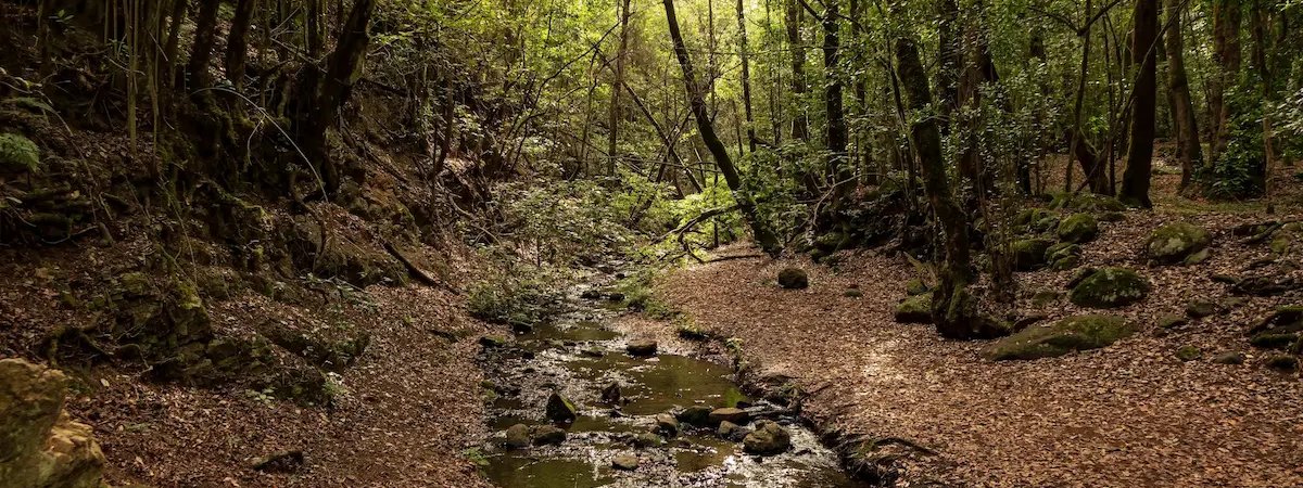 Categoría: La Gomera