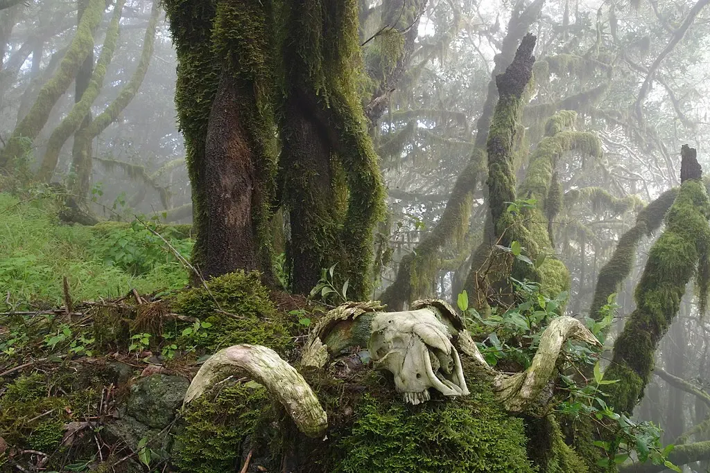 Cascada del Chorro del Cedro cayendo entre la vegetación exuberante del barranco en La Gomera