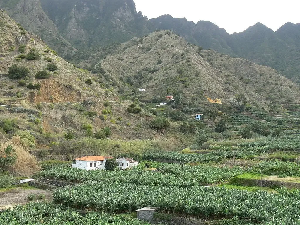 Terrazas de cultivo de plataneras en el verde valle de Hermigua, La Gomera