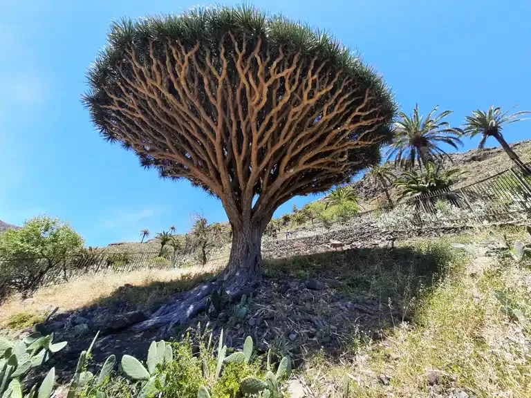 Imponente Drago de Agalán rodeado de palmeras en el barranco de Tajonaje, La Gomera