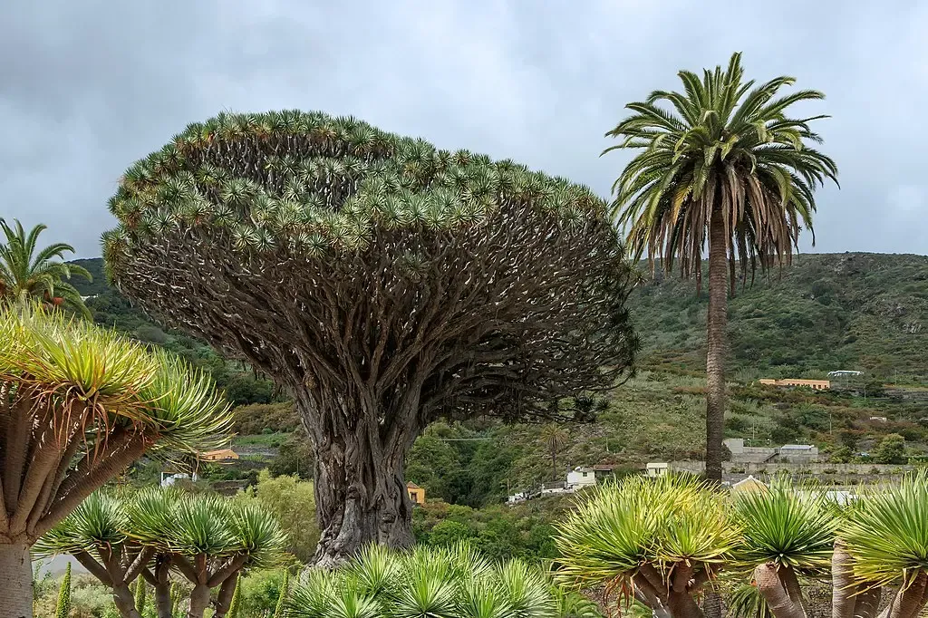 El imponente Drago Milenario de Icod de los Vinos, símbolo de Tenerife.
