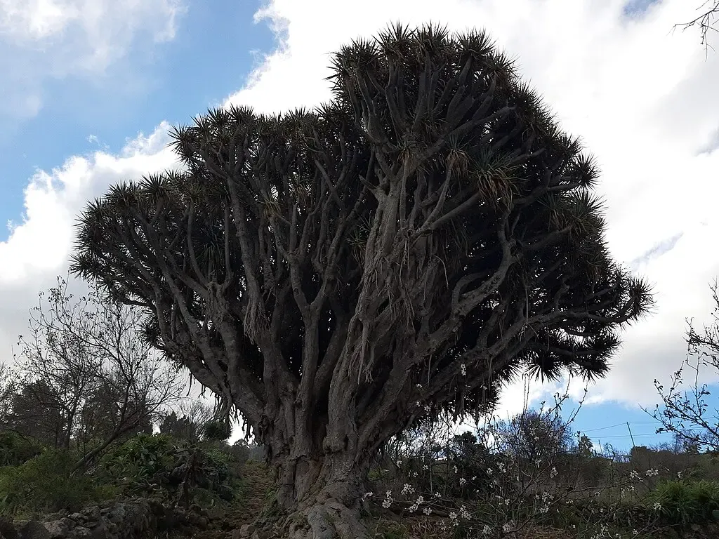 Grupo de dragos centenarios en la zona de Las Tricias, La Palma.