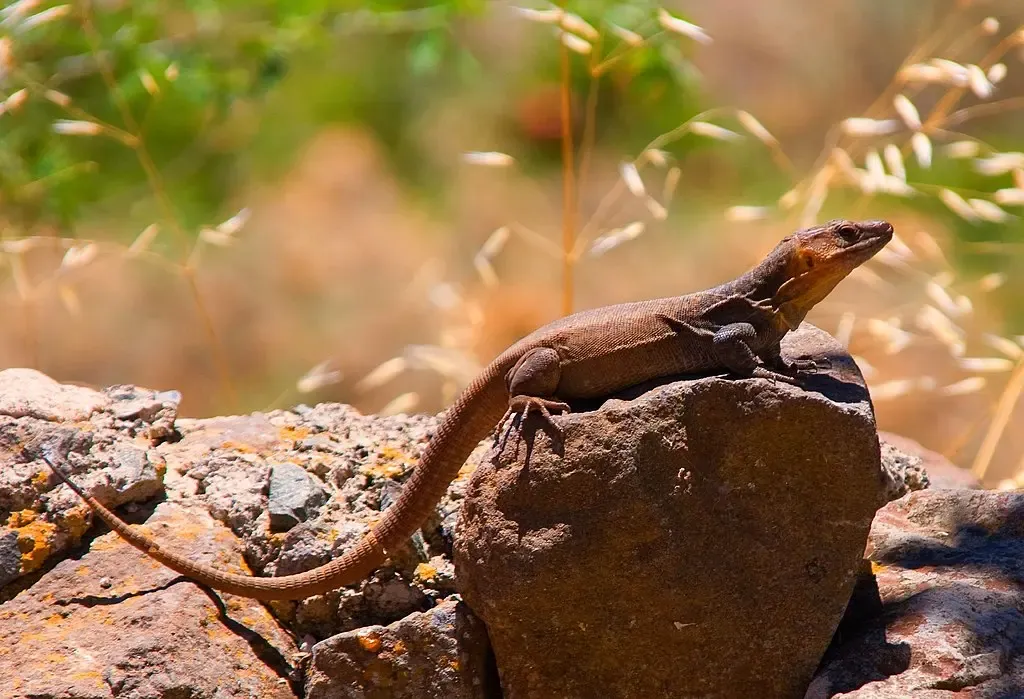 Primer plano del Lagarto Gigante de El Hierro (Gallotia simonyi) en el Lagartario