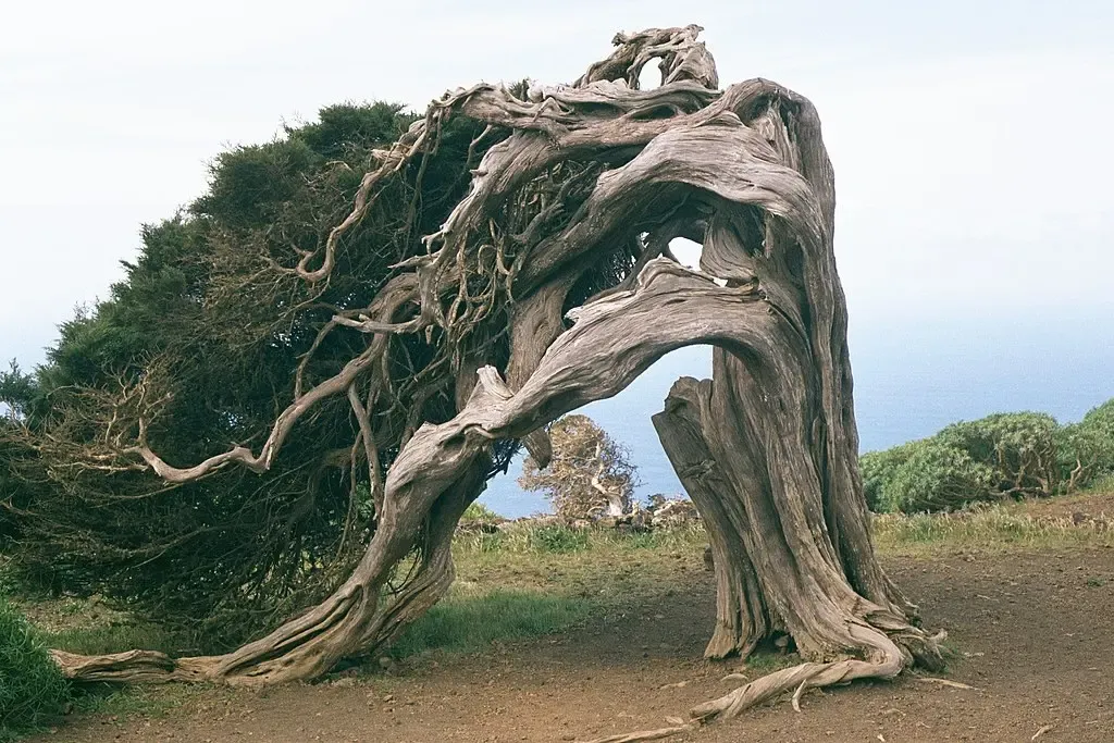 Sabinas retorcidas por el viento en El Sabinar de La Dehesa, El Hierro