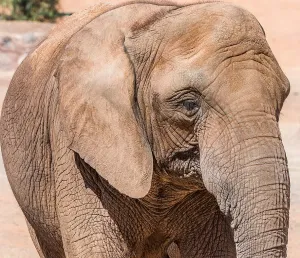 Imagen de Elefantes africanos en su amplio hábitat en Oasis Wildlife Fuerteventura