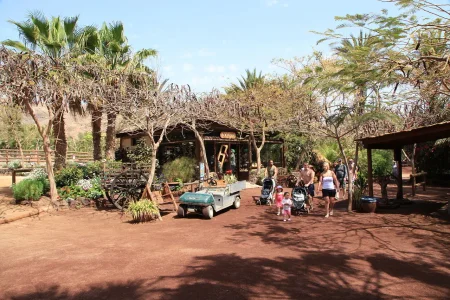 Imagen destacada para el artículo: Oasis Wildlife Fuerteventura: Donde el Desierto Florece con Vida Salvaje