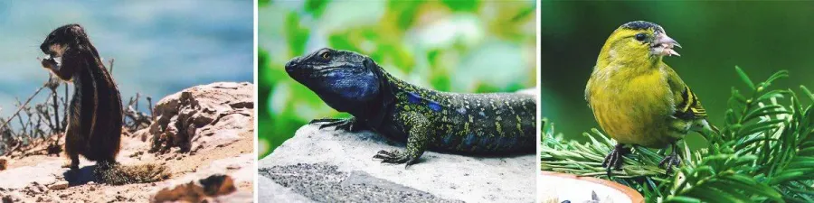 Fauna endémica de las Islas Canarias Fauna endémica de las Islas Canarias