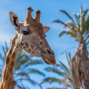 Imagen de Jirafas comiendo en su recinto en Oasis Wildlife Fuerteventura
