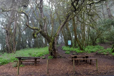 Imagen destacada para el artículo: La Gomera: Isla Mágica de Laurisilva, Barrancos y Silbo Gomero