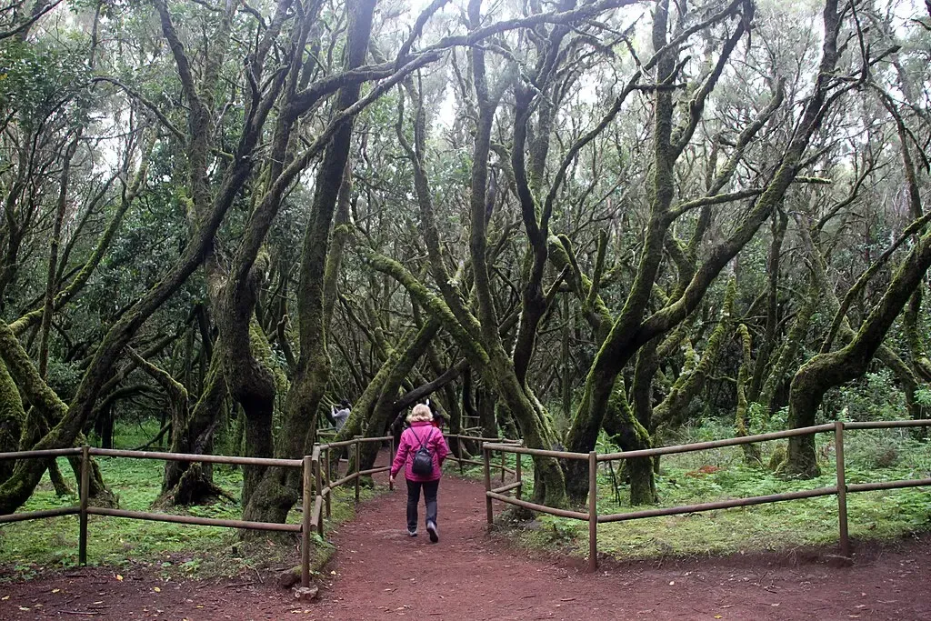 Senderista caminando por un sendero rodeado de laurisilva y niebla en Garajonay