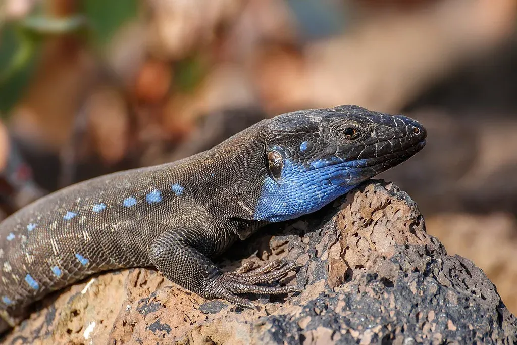 Lagarto tizón tomando el sol en el Teide
