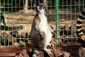 Imagen de Lémures curiosos interactuando cerca de los visitantes en Oasis Wildlife
