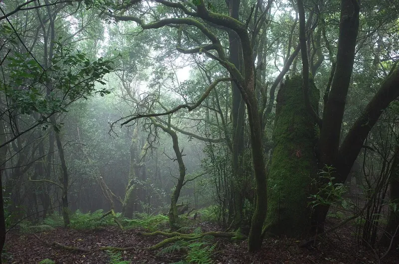 Imagen de Niebla entre los árboles en Garajonay.