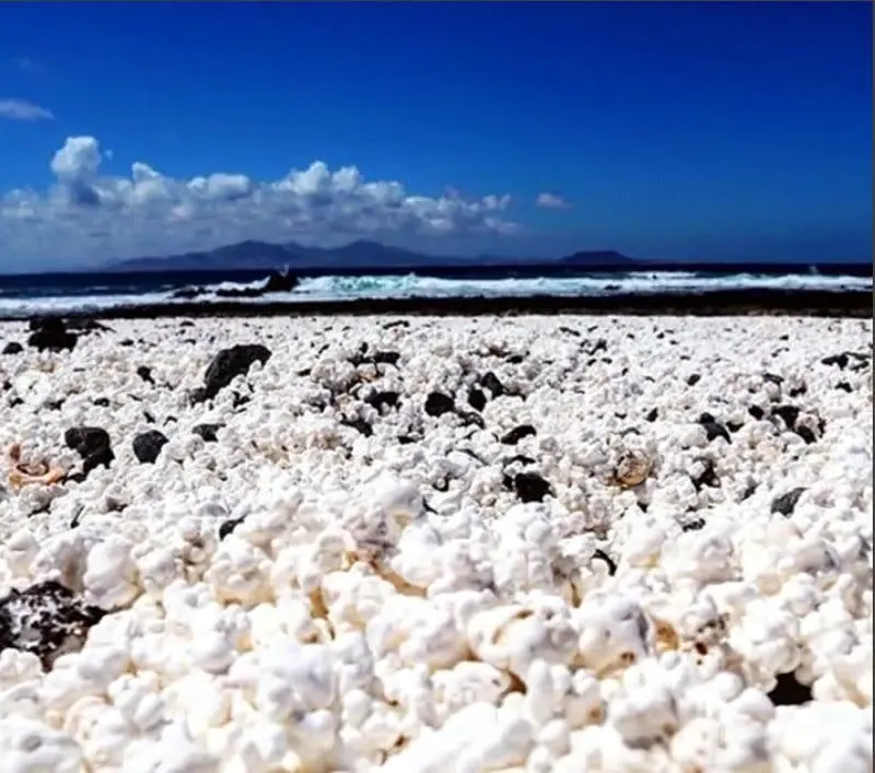 Primer plano de rodolitos blancos con forma de palomitas de maíz en Popcorn Beach, Corralejo