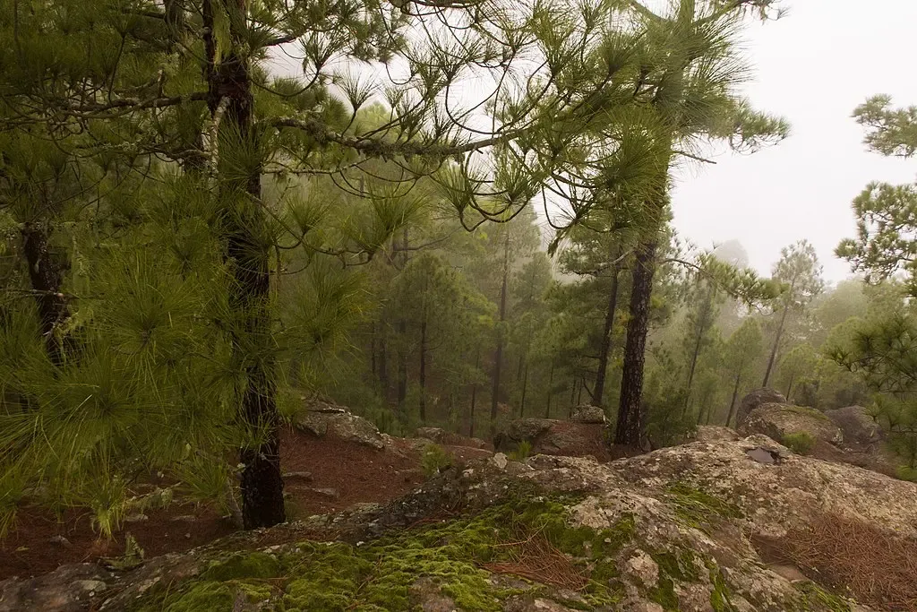 Senderista caminando por el exuberante Pinar de Tamadaba, Gran Canaria