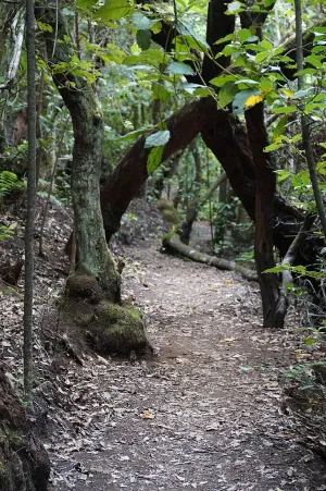 Imagen de Árboles de fayal-brezal en el sendero de Las Creces, Garajonay
