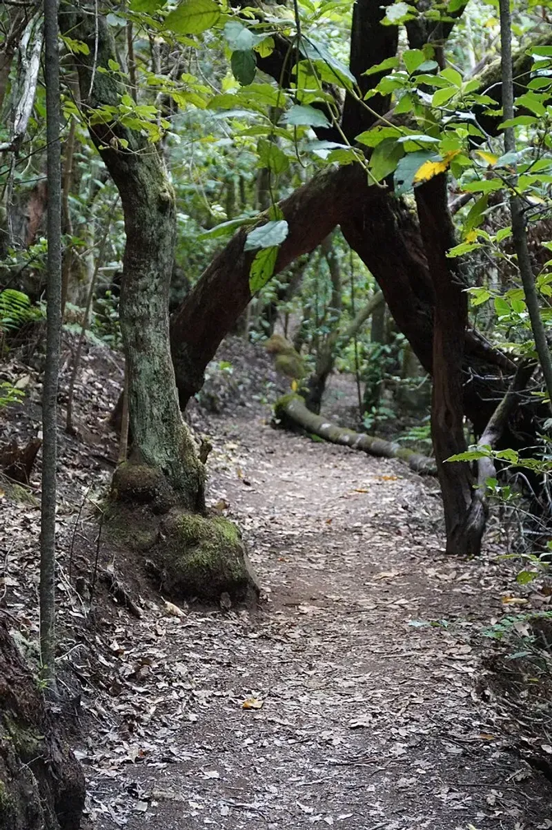 Imagen de Árboles de fayal-brezal en el sendero de Las Creces, Garajonay