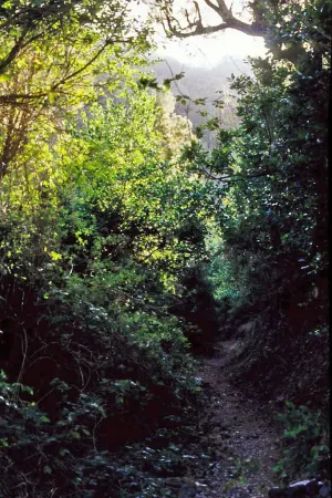 Imagen de Sendero estrecho entre laurisilva densa y húmeda en el Raso de la Bruma, La Gomera