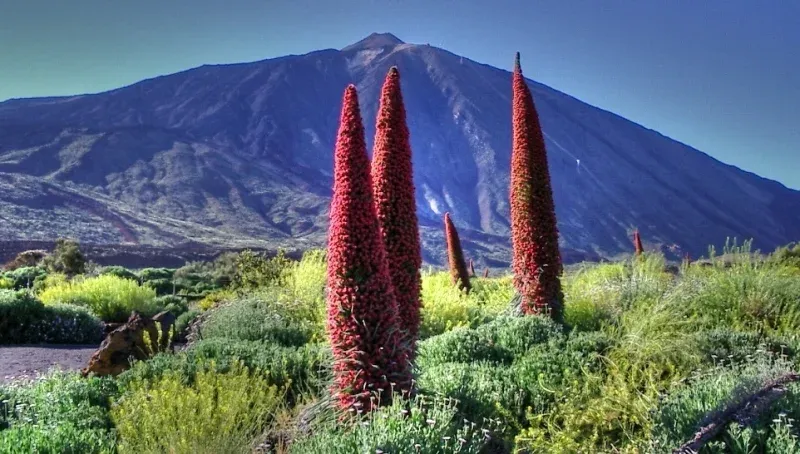 Tajinaste rojo en flor en el Parque Nacional del Teide